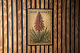 A postage stamp featuring an illustration of an aloe vera plant.