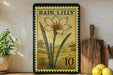 a framed print of a rain lily flower on a shelf, surrounded by kitchen utensils and a potted plant.
