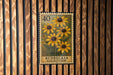 A postage stamp from Rudbeckia 'Goldstorm' is displayed on a wooden wall.