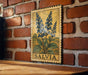 A framed botanical illustration of blue flowers is hanging on a brick wall, with the word "SALVIA" printed below the illustration.