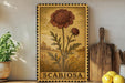 a framed illustration of a large red flower, labeled "SCABIOSA", placed on a shelf next to a wooden cutting board and a potted plant.