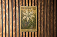 A U.S. postage stamp featuring a white spider lily plant is displayed on a wooden wall.
