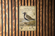 a vintage-style field guide for the American Golden-Plover, with a detailed illustration of the bird and text providing information about the species.