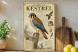 a framed illustration of an American Kestrel, a bird of prey, perched on a pine tree branch. The illustration includes detailed illustrations of the bird's physical features and habitat.