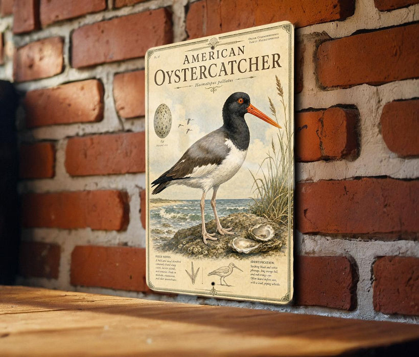 A vintage-style illustration of an American oystercatcher, a bird known for its distinctive orange beak and black and white plumage, standing on a rock and pecking at an oyster shell. The illustration is mounted on a brick wall, and there is a wooden table below it.