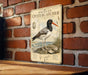 A vintage-style illustration of an American oystercatcher, a bird known for its distinctive orange beak and black and white plumage, standing on a rock and pecking at an oyster shell. The illustration is mounted on a brick wall, and there is a wooden table below it.