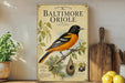 A vintage-style poster of a Baltimore Oriole, a black and orange bird, is displayed on a shelf next to a wooden cutting board and a potted plant.