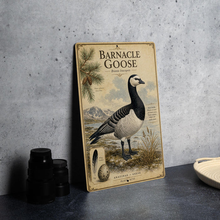 A vintage-style illustration of a barnacle goose, featuring a detailed illustration of the bird in a natural setting, is displayed on a wall.