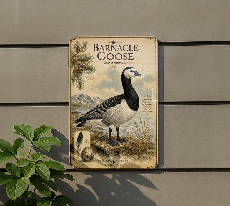 a sign for Barnacle Goose, a species of bird, with a detailed illustration of the bird and its natural habitat.