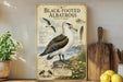 a picture of a black - footed albatross on a shelf