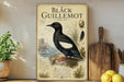 a vintage-style poster of a black guillemot, a type of bird, with illustrations and text about its natural history.