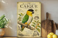 a poster or painting of a colorful parrot, specifically a Black-headed Caique, perched on a branch. The poster includes illustrations and text about the bird, such as its physical features, habitat, and behavior. The poster is displayed on a shelf, with a potted plant, a cutting board, and some lemons nearby.