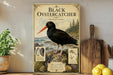 a vintage-style poster of a black oystercatcher, a type of bird, with illustrations and text about the species.