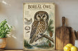 a vintage-style poster of a Boreal Owl, a species of owl native to North America, displayed on a wall. The poster includes illustrations and text about the owl, such as its physical features, habitat, and behavior. The poster is surrounded by various kitchen items, including a cutting board, a knife, a bowl, and a potted plant, creating a homely and rustic atmosphere.