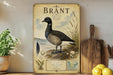A framed illustration of a brant bird, a type of water bird, is displayed on a shelf next to a wooden cutting board and some potted plants.