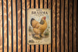 A vintage-style poster of a large, colorful chicken is displayed on a wooden wall.