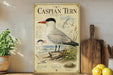 a vintage-style poster of a Caspian Tern, a large seabird, displayed on a shelf next to a wooden cutting board and some potted plants.