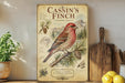 a vintage-style poster of a red bird, likely a finch, perched on a pine branch. The poster is mounted on a wall and includes illustrations of pine cones and other natural elements. The poster also includes text that describes the bird as a "Cassyin's Finch" and a "Hazards Cassinius".
