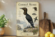 The image is a poster or illustration of a Common Murre, a type of sea bird, featuring detailed illustrations and text about the bird's appearance, habitat, and behavior.