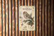 a vintage-style sign with a bird illustration and various bird-related illustrations and text, mounted on a wooden wall.