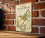 a vintage-style illustration of a yellowthroat bird perched on a branch, with detailed botanical illustrations and text providing information about the bird and its habitat.
