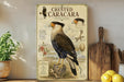 a framed illustration of a crested caracara, a bird of prey, on a shelf next to a wooden cutting board and some fruit.