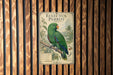 A vintage poster of an Eclectus Parrot, a species of parrot, is displayed on a wooden wall.