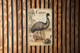 a vintage-style illustration of an emu, a large flightless bird native to Australia.