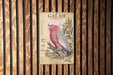 a vintage-style illustration of a Galah Cockatoo, a colorful parrot, perched on a branch with flowers.
