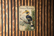 a vintage-style illustration of a hornbill bird, which is a large, colorful bird of the family Corvidae. The illustration is mounted on a wooden wall with vertical slats.