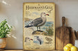 A framed illustration of a seagull, labeled "Herman's Gull", is displayed on a shelf next to a wooden cutting board and a potted plant.