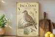 a vintage-style poster of an Inca dove, with a detailed illustration of the bird and its natural habitat. The poster is displayed on a wooden shelf, surrounded by various kitchen utensils and a potted plant.