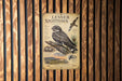 A poster of a Lesser Nighthawk, a bird species, is displayed on a wooden wall.