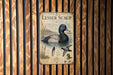 A vintage-style poster of Lesser Scaup, a type of waterfowl, is displayed on a wooden wall.