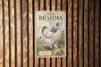 a vintage advertisement for Brahma chicken, which is a breed of chicken known for its distinctive appearance and characteristics.