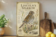 a vintage-style illustration of a Lincoln's Sparrow, a small songbird, perched on a branch surrounded by grass and plants. The illustration is framed and displayed on a shelf, with a wooden cutting board and a potted plant nearby.