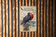 a poster of a Magnificent Frigatebird, which is a large bird with a distinctive red crest and blue body. The poster is mounted on a wooden wall with vertical slats.