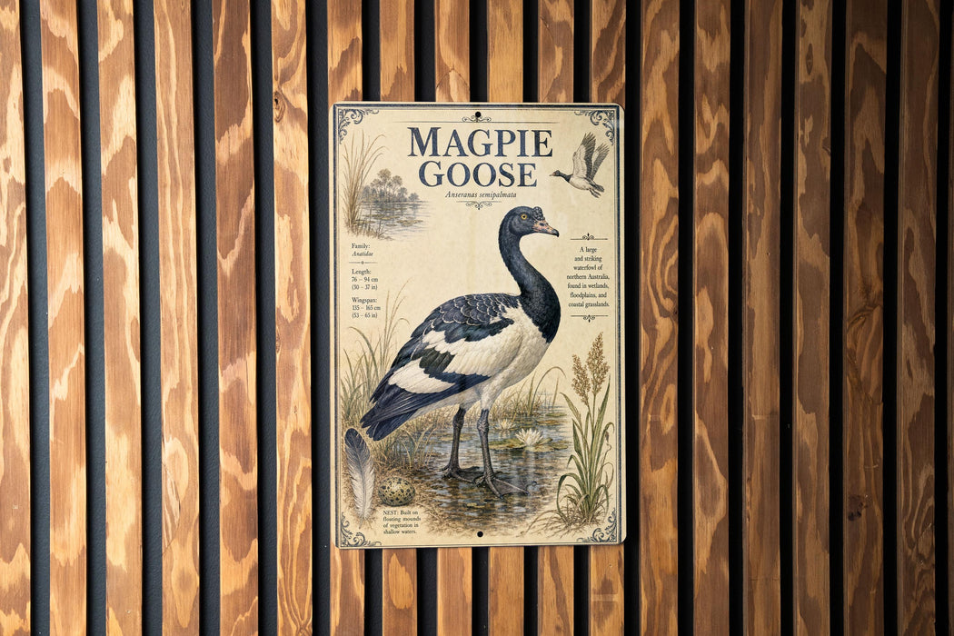 a vintage-style poster of a magpie goose, which is a large, black and white bird with a distinctive black head and neck. The poster is mounted on a wooden wall with vertical slats, creating a rustic and natural backdrop. The poster includes illustrations of the magpie goose and provides information about the species, such as its size, habitat, and diet.