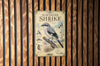 a poster of a Northern Shrike, a bird species, mounted on a wooden wall.