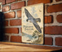 a sign for the Peregrine Falcon, which is mounted on a brick wall.