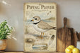 a vintage-style poster of a piping plover bird, which is a type of shorebird, displayed on a wall. The poster includes illustrations and text that describe the bird's characteristics, habitat, and conservation status.