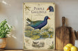 a vintage-style illustration of a purple Gallinule, a type of water bird, on a wooden surface. The illustration includes detailed illustrations of the bird's features, such as its blue body, green wings, and yellow beak, as well as its natural habitat, which includes lily pads and water plants. The image also includes text that provides information about the bird, such as its scientific name, habitat, and conservation status.
