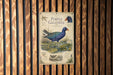 a vintage-style illustration of a purple Gallinule, a type of water bird, with detailed illustrations of the bird in its natural habitat.