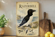 a vintage-style illustration of a razorbill, a type of bird, on a coastal cliff with a potted plant to the left and a wooden cutting board to the right.