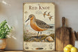 a framed illustration of a red knot bird, a coastal bird species, standing on a beach with a shell and a plant in the background.
