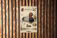The image is a poster or illustration of a redhead duck, featuring detailed illustrations and text about the species.