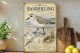 A framed illustration of a sandpiper bird, labeled as a Sanderling, is displayed on a shelf next to a wooden cutting board and a potted plant.