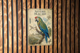 a colorful parrot, specifically a macaw, perched on a branch.