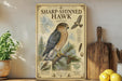 a poster of a sharp-shinned hawk, with illustrations and text providing information about the bird.