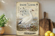 a detailed illustration of a Snow Goose, a large white bird, standing on a grassy area near a body of water. The goose is surrounded by various elements, including a potted plant, a wooden cutting board, and a bowl of fruit. The image also includes text that provides information about the Snow Goose, such as its size, habitat, and diet.